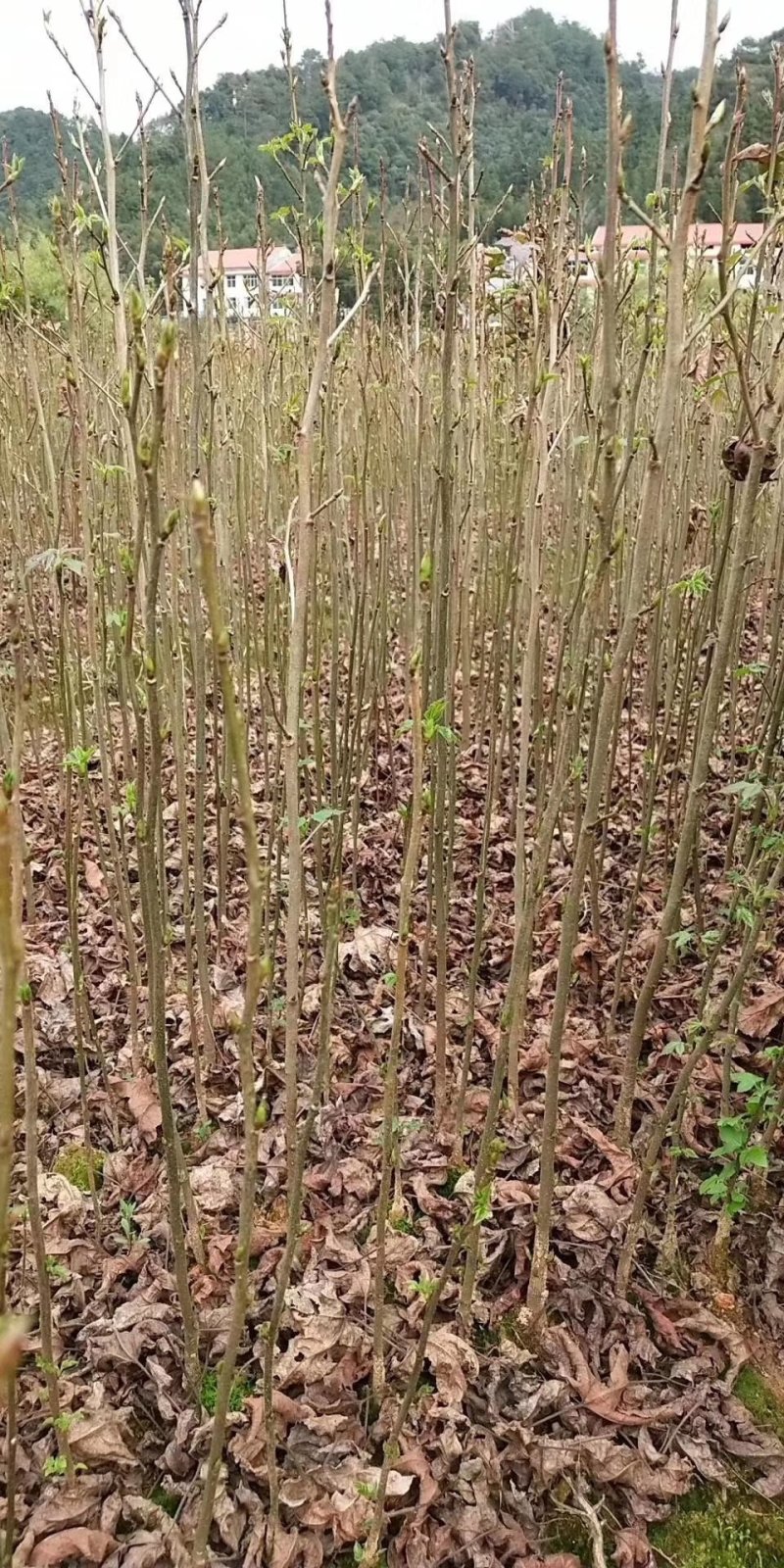 枫香枫香苗枫香袋苗等各种规格袋苗等造林苗木