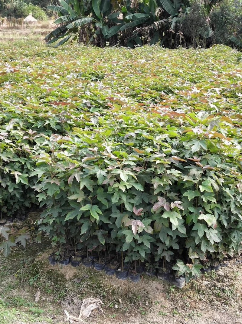 枫香枫香苗枫香袋苗等各种规格袋苗等造林苗木