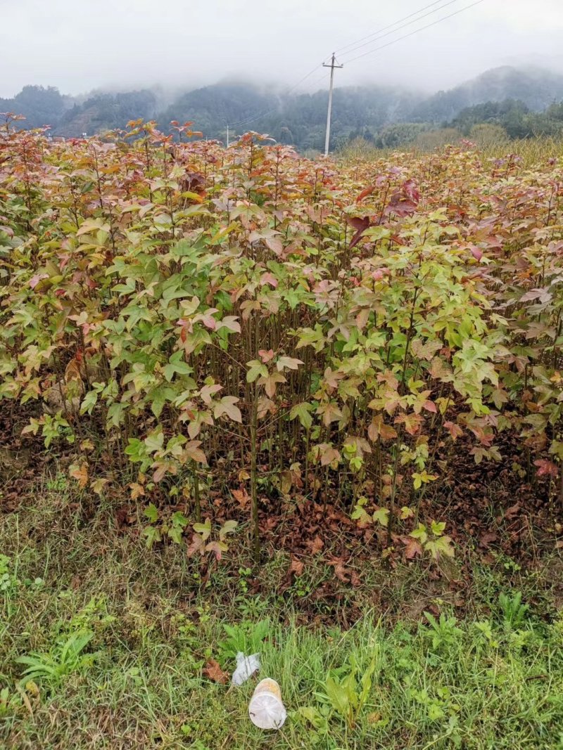 枫香枫香苗枫香袋苗等各种规格袋苗等造林苗木