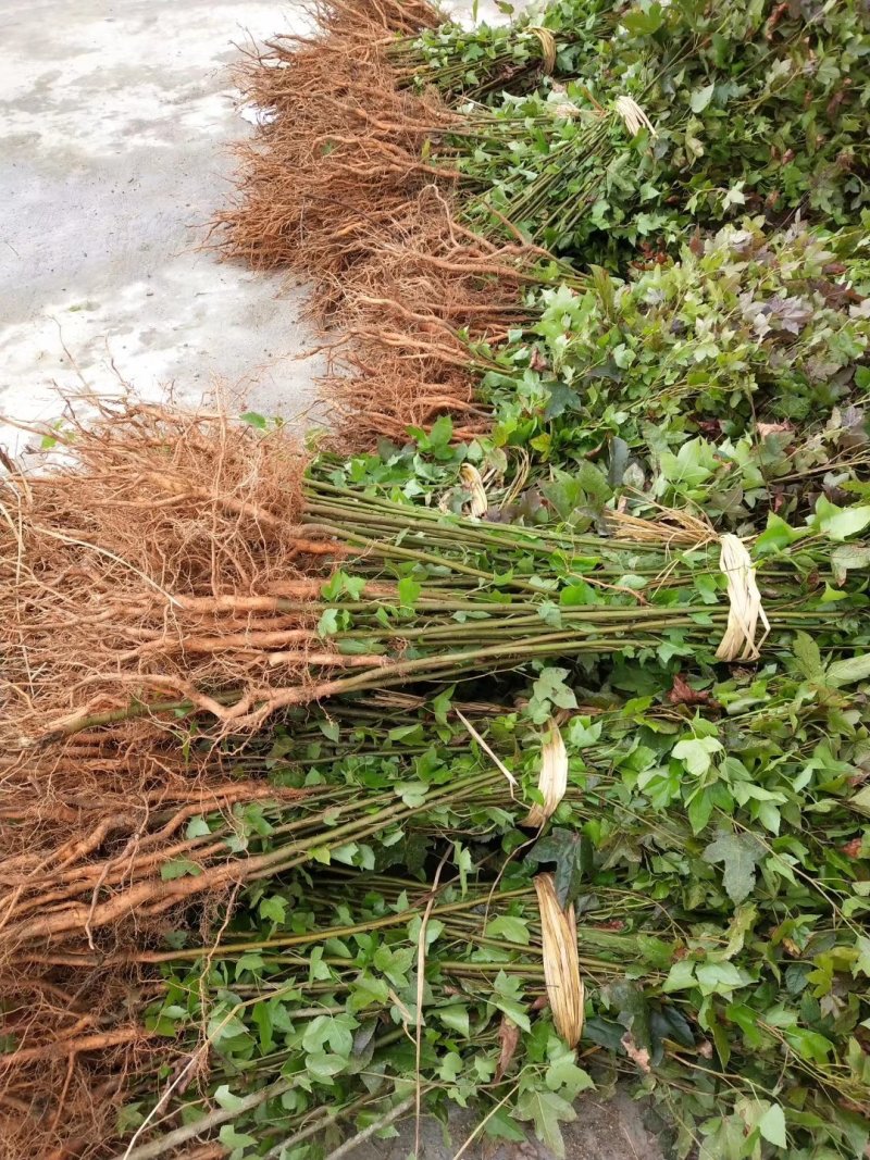 枫香枫香苗枫香袋苗等各种规格袋苗等造林苗木