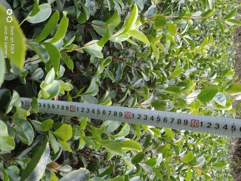 油茶苗大果油茶小果油茶及各种袋苗高产油茶