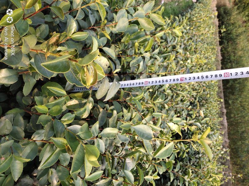 油茶苗大果油茶小果油茶及各种袋苗高产油茶
