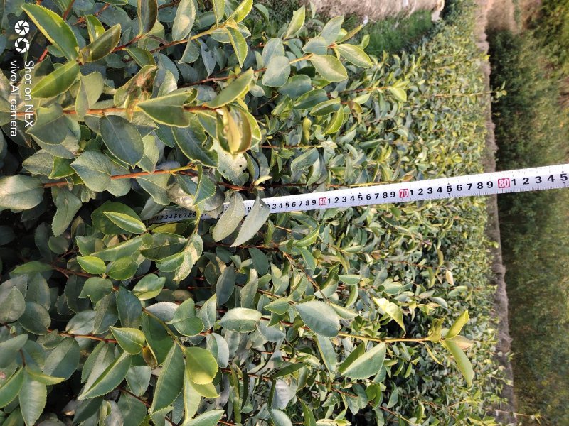 油茶苗大果油茶小果油茶及各种袋苗高产油茶