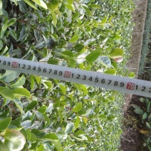 油茶苗大果油茶小果油茶及各种袋苗高产油茶