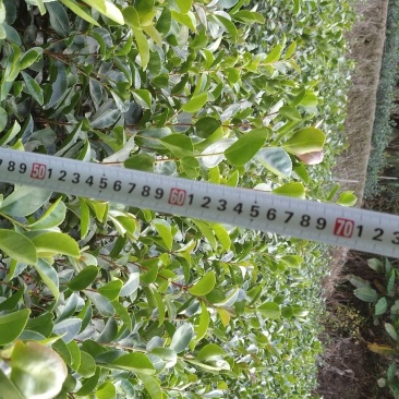 油茶苗大果油茶小果油茶及各种袋苗高产油茶