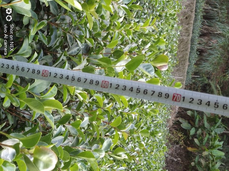 油茶苗大果油茶小果油茶及各种袋苗高产油茶