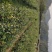 油茶苗大果油茶小果油茶及各种袋苗高产油茶
