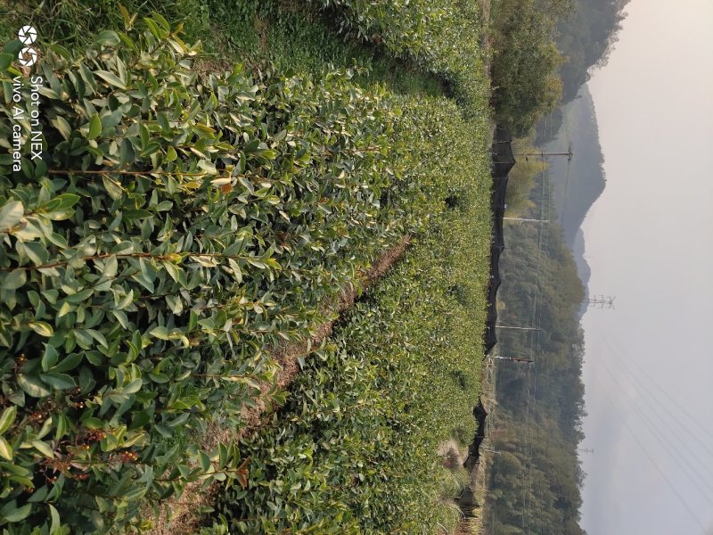 油茶苗大果油茶小果油茶及各种袋苗高产油茶