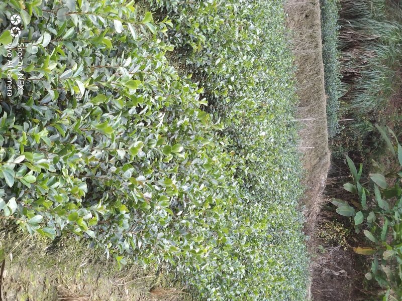 油茶苗大果油茶小果油茶及各种袋苗高产油茶