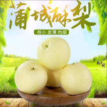 陕西蒲城酥梨，砀山梨，蒲城酥梨，大量供应产地直发