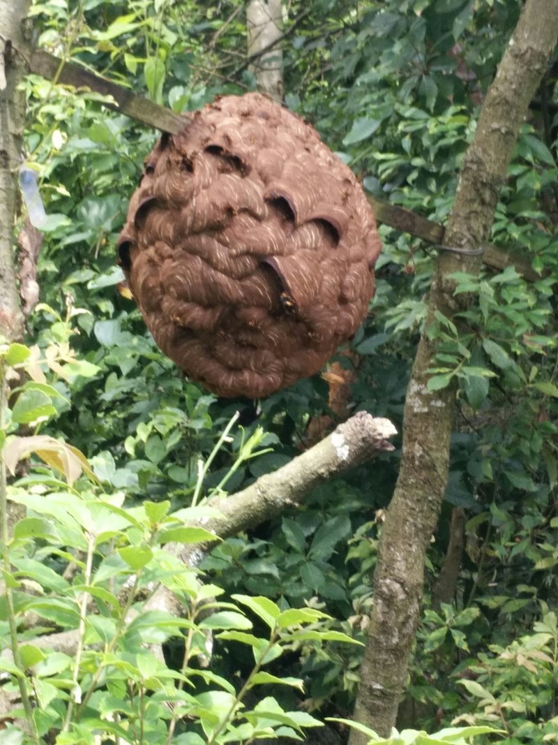 胡蜂