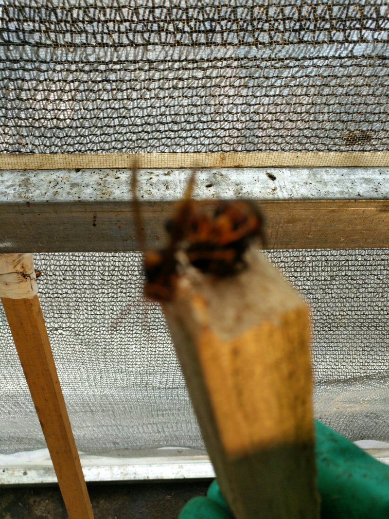 胡蜂