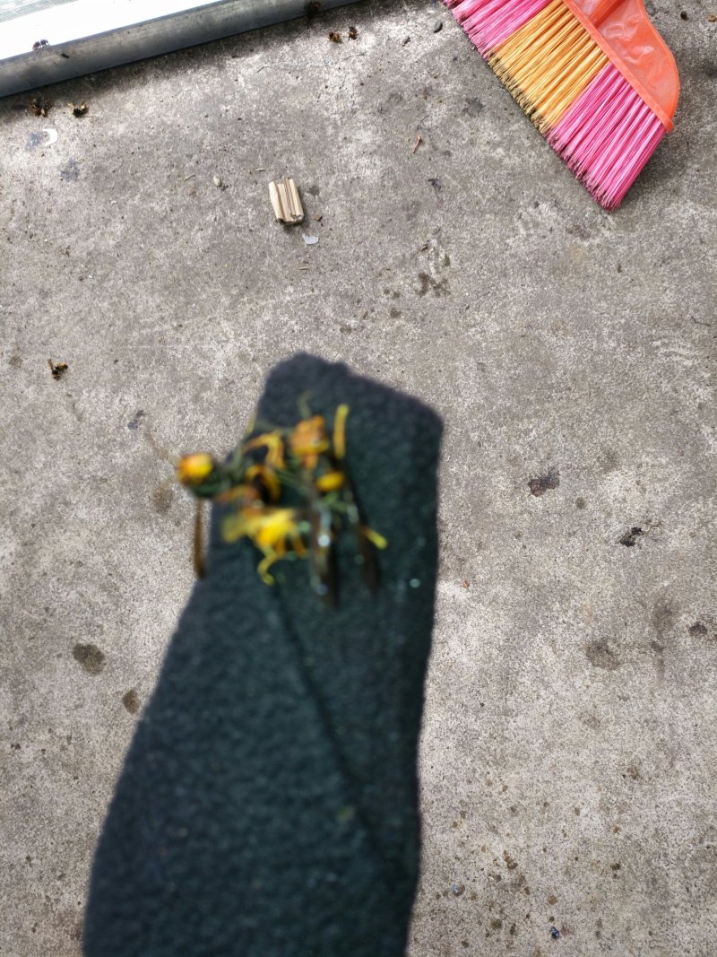 胡蜂