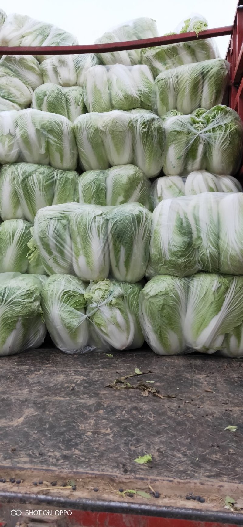精品安徽阜阳蔬菜白菜有早熟白菜北京三号白菜欢迎进店选购