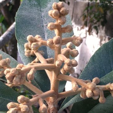 自家养殖土蜂，各类广东花蜜