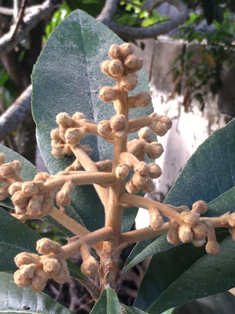 自家养殖土蜂，各类广东花蜜