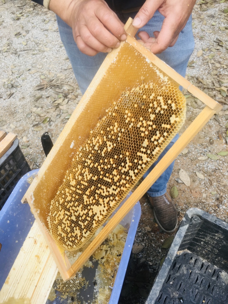 自家养殖土蜂，各类广东花蜜