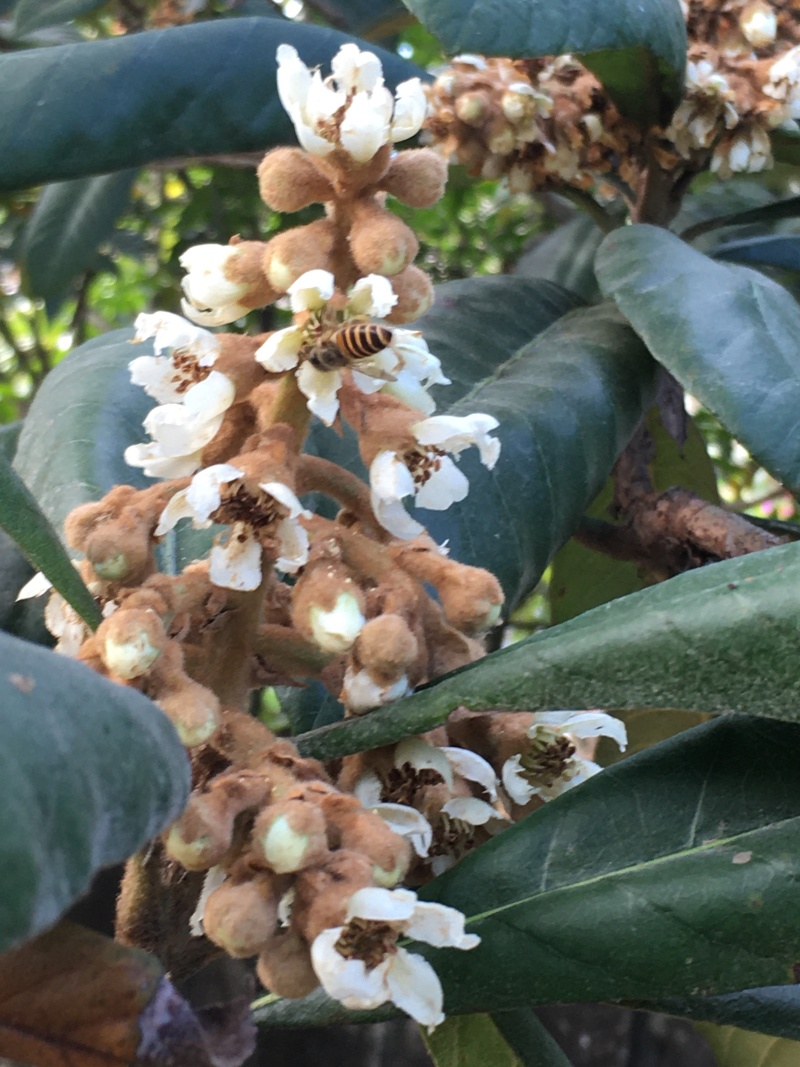 自家养殖土蜂，各类广东花蜜