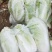 精品大白菜，大量供应，基地直供货源，有要的请联系