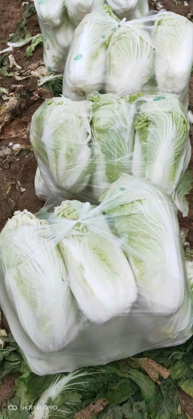 精品大白菜，大量供应，基地直供货源，有要的请联系