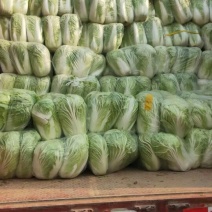 精品大白菜，大量供应，基地直供货源，有要的请联系