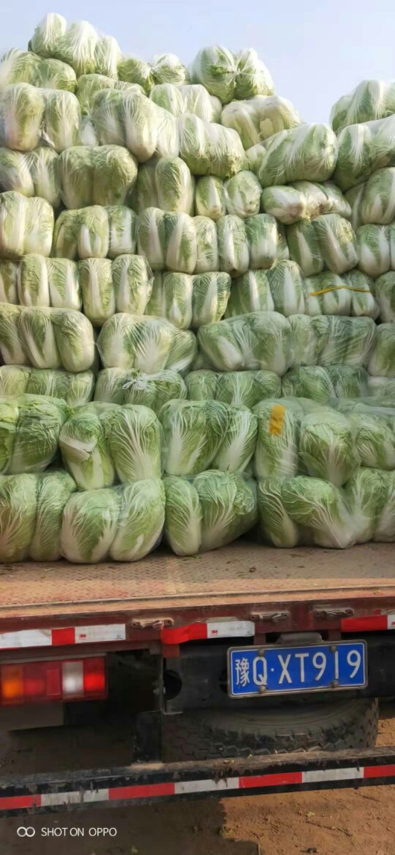 精品大白菜，大量供应，基地直供货源，有要的请联系