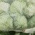精品大白菜，大量供应，基地直供货源，有要的请联系