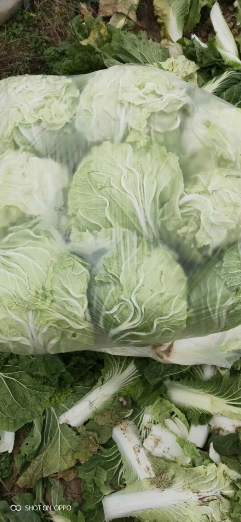 精品大白菜，大量供应，基地直供货源，有要的请联系