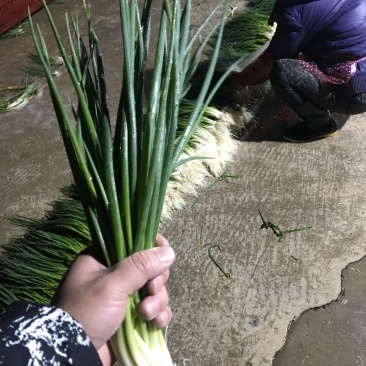 小香葱无染色无农药