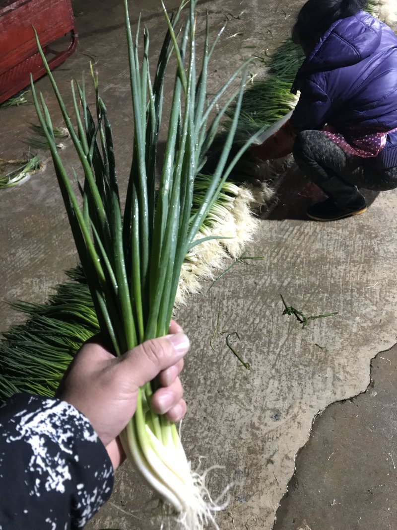 小香葱无染色无农药
