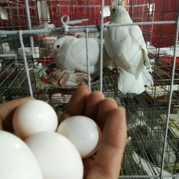 常年出售乳鸽，欢迎上门收购