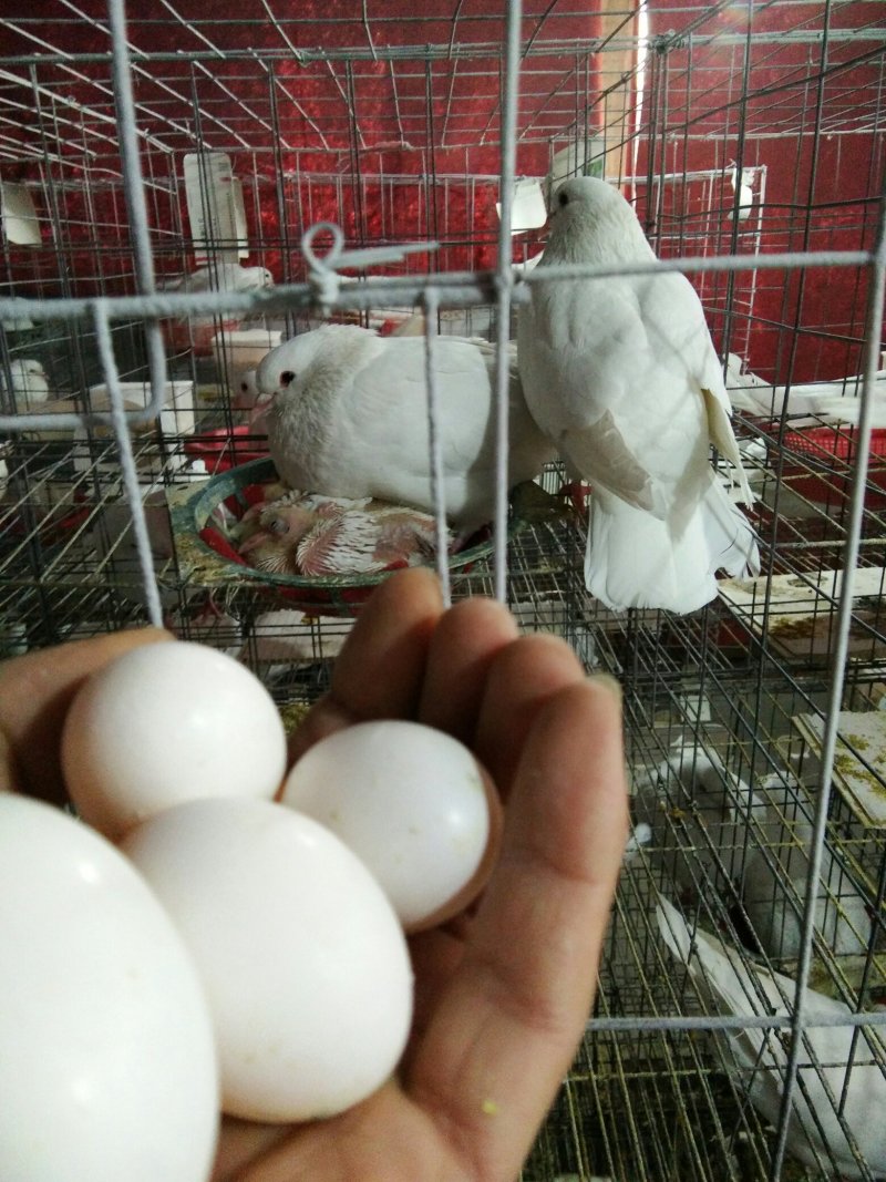 常年出售乳鸽，欢迎上门收购