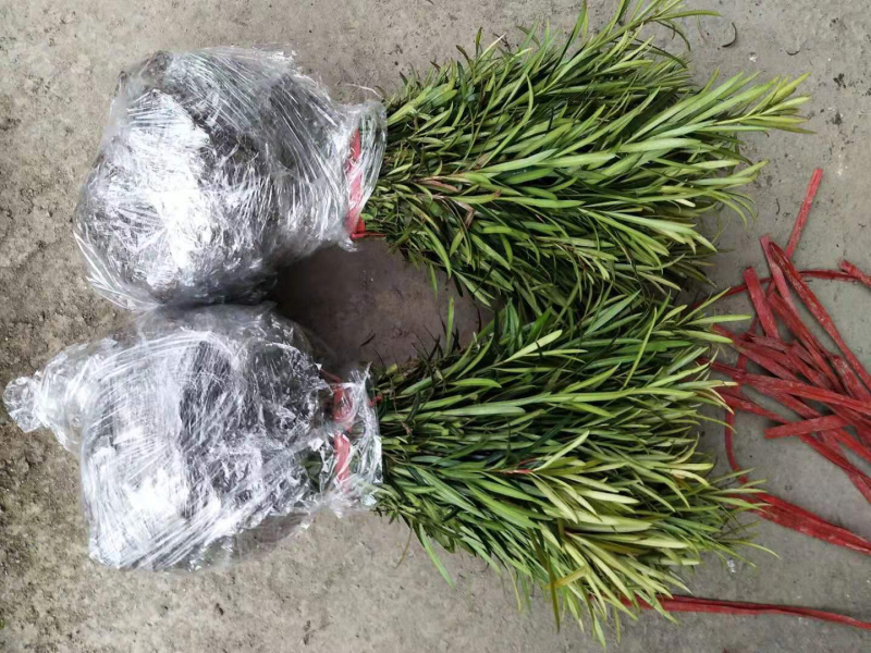 罗汉松，罗汉松小苗，支持基地现场看货挑苗，视频看货