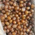 包邮正宗阿胶蜜枣，厂家直销20斤一件