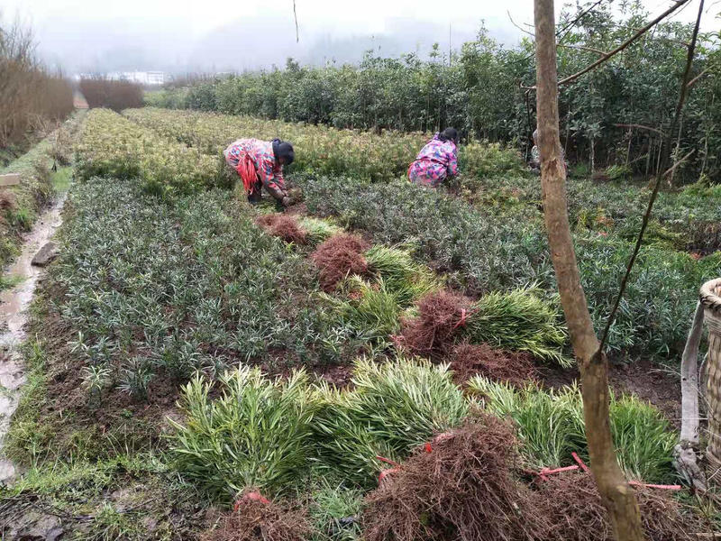 罗汉松，罗汉松小苗，支持基地现场看货挑苗，视频看货