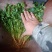 聊城冷库香菜，