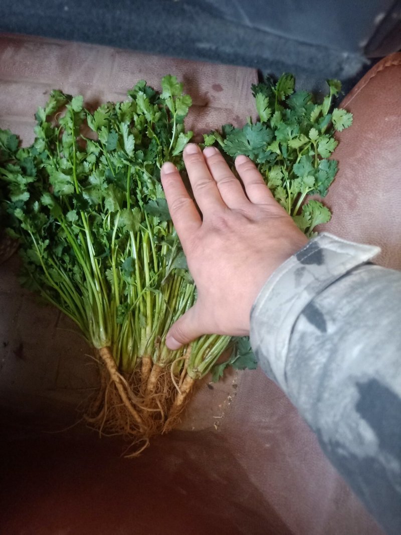 聊城冷库香菜，