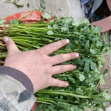 聊城冷库香菜，