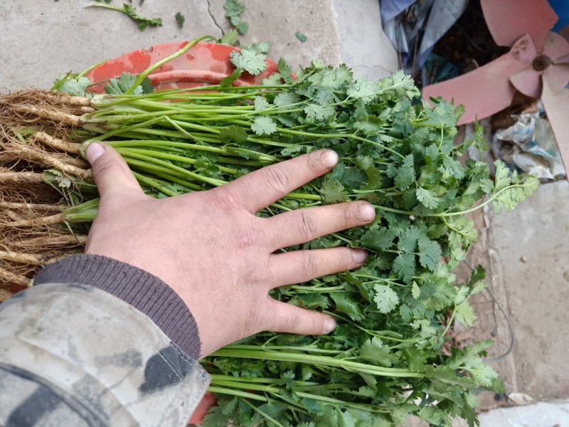 聊城冷库香菜，