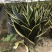 虎皮兰裸根序列绿植盆栽基地一手批发电商直销多肉植物
