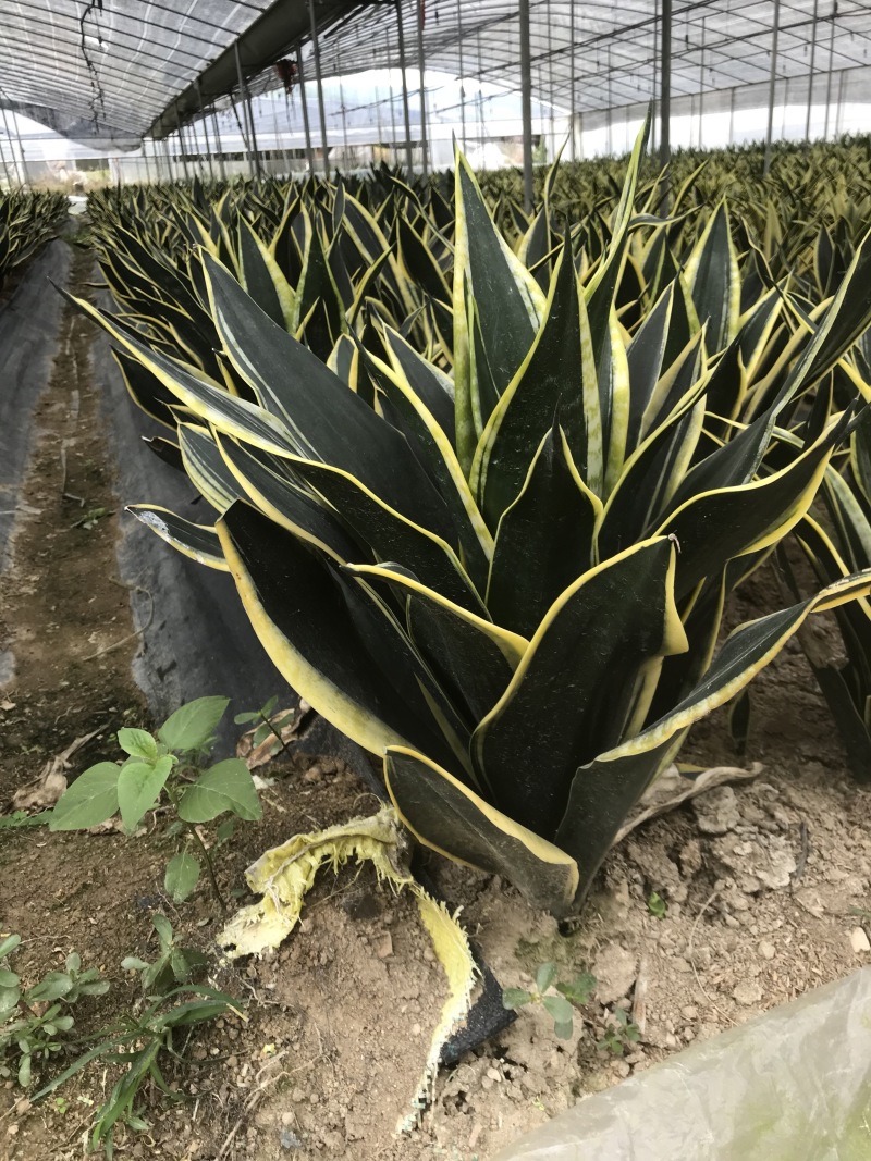 虎皮兰裸根序列绿植盆栽基地一手批发电商直销多肉植物