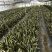 虎皮兰裸根序列绿植盆栽基地一手批发电商直销多肉植物