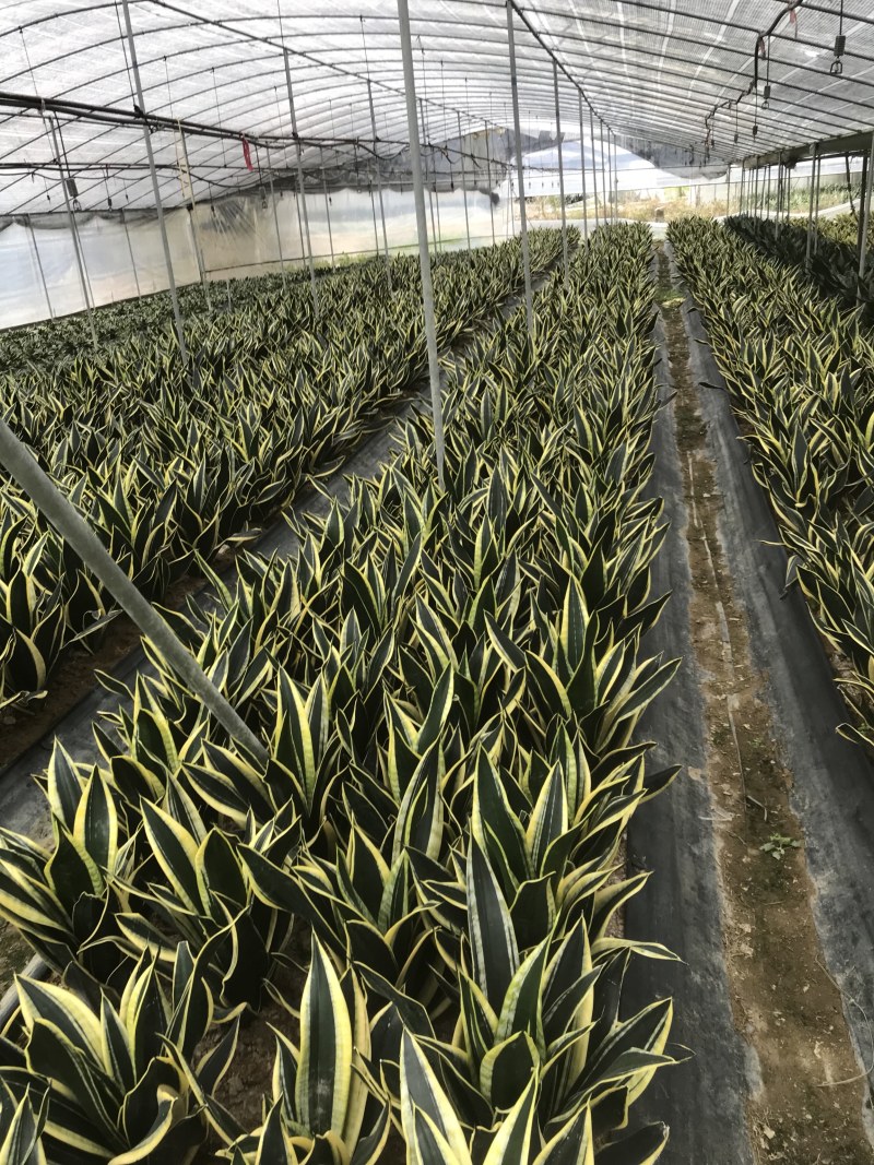虎皮兰裸根序列绿植盆栽基地一手批发电商直销多肉植物