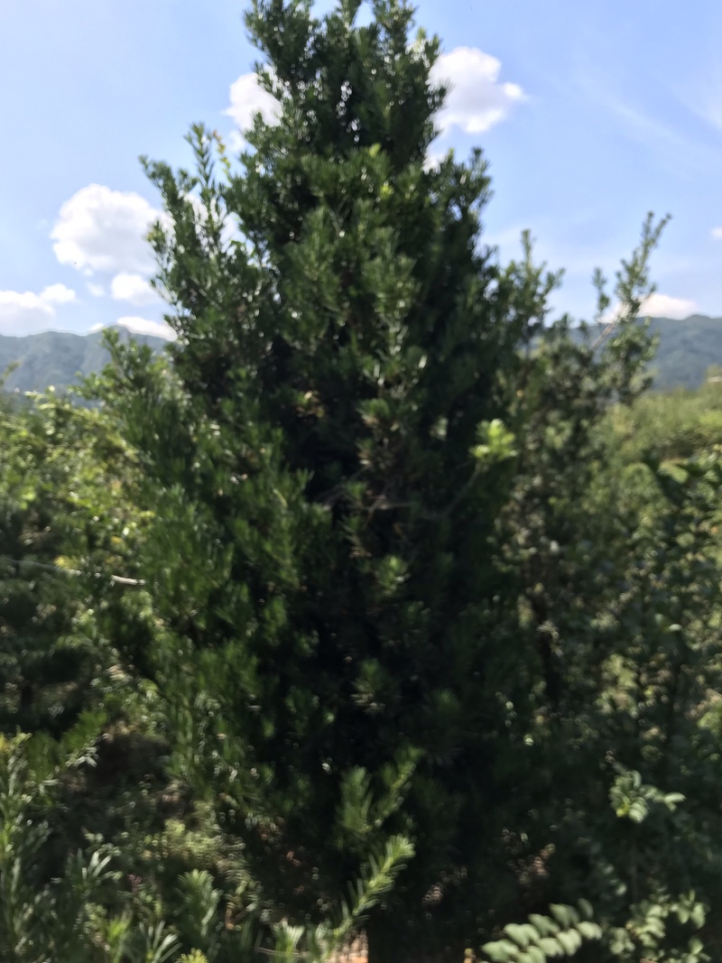 罗汉松，罗汉松小苗，支持基地现场看货挑苗，视频看货