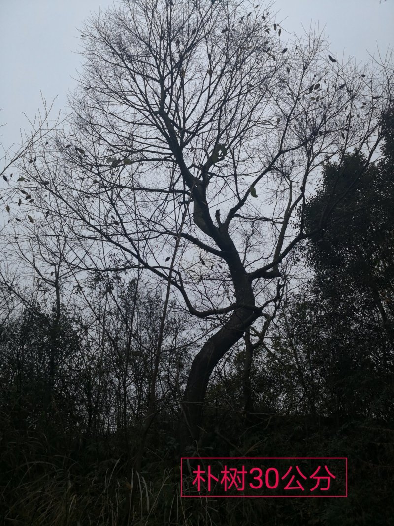 朴树各种规格都有，看上的来电联系