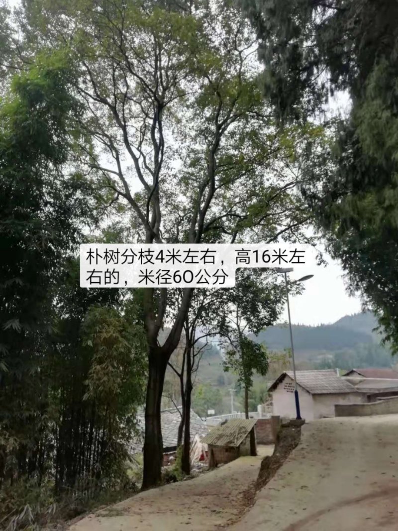 朴树各种规格都有，看上的来电联系