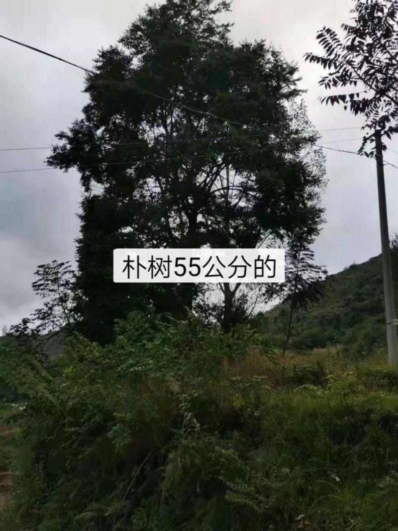 朴树各种规格都有，看上的来电联系