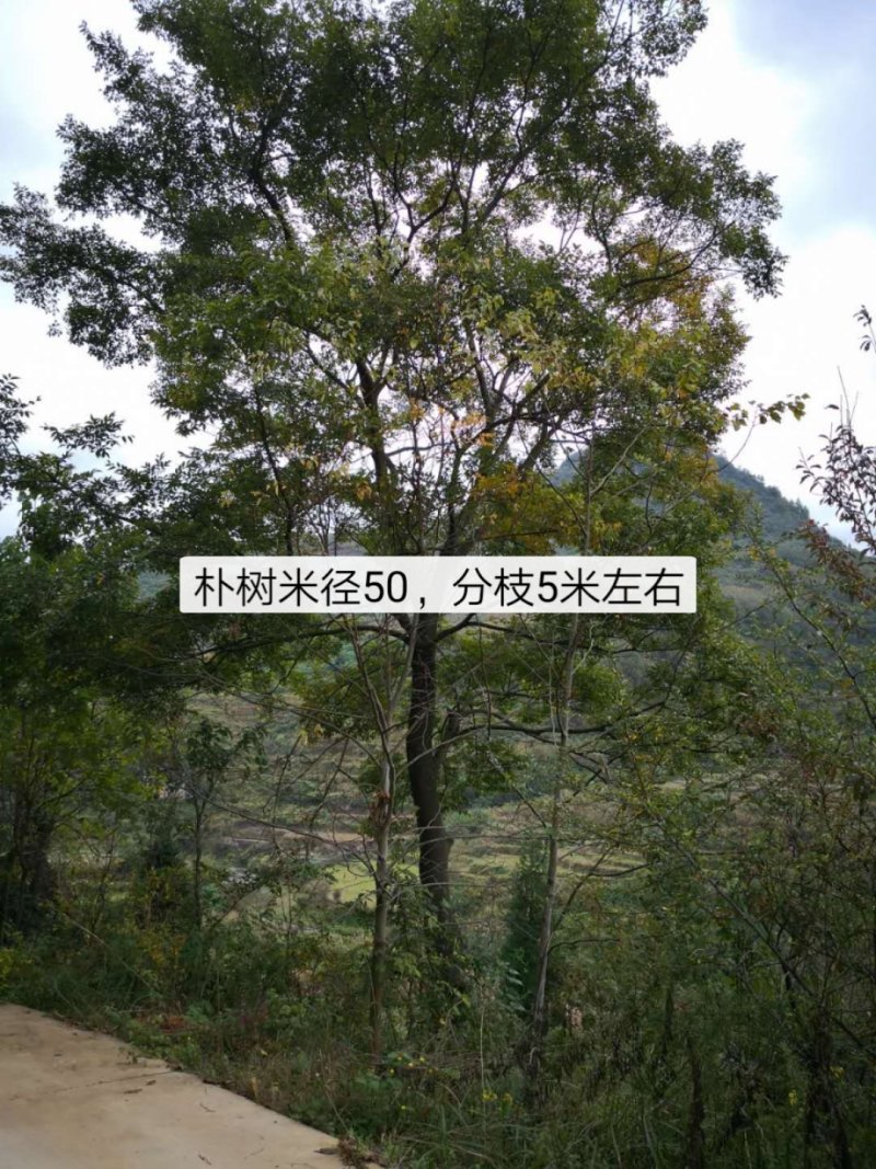 朴树各种规格都有，看上的来电联系