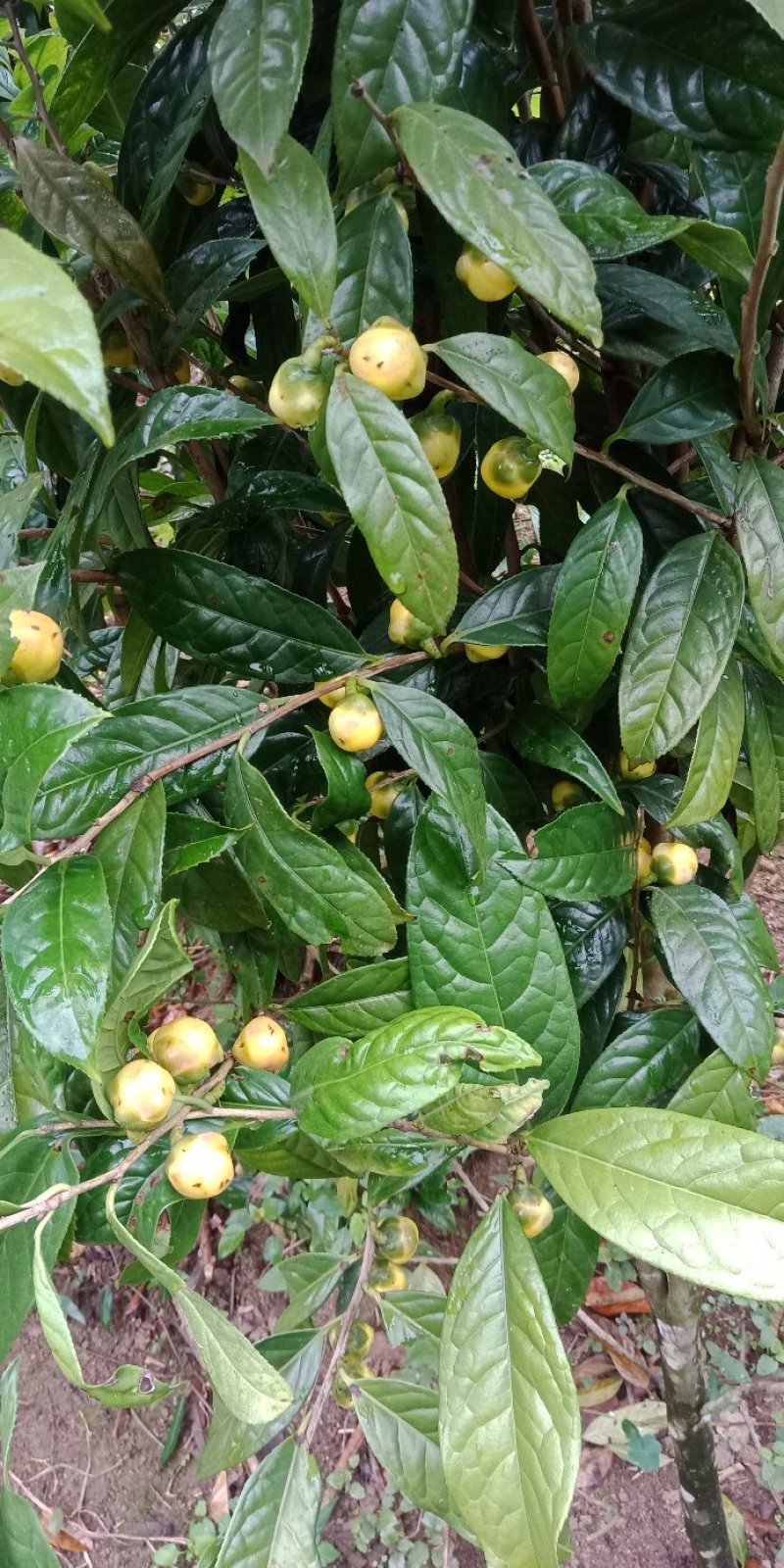 金花茶苗，防普金花茶扦插苗