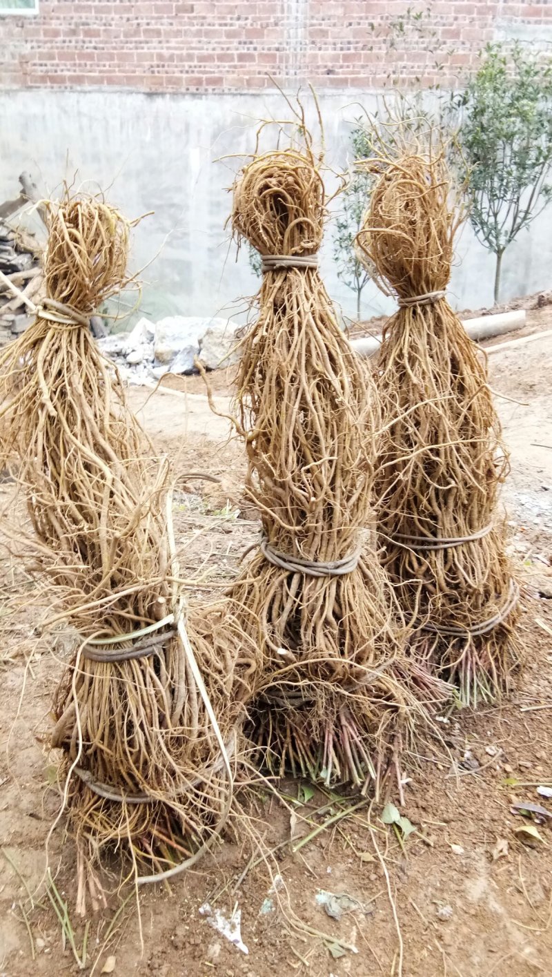 紫金标
